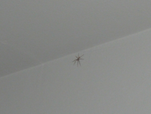 Deadly Bedroom Spider